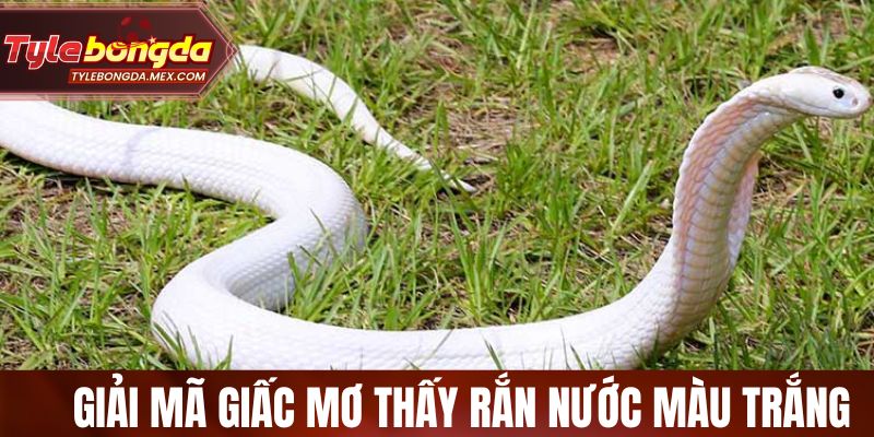 Giải mã giấc mơ thấy rắn nước màu trắng 